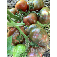 Семена томата Гном Малиновая Нерка (Crimson Sockeye) 10 шт Семена томата Гном Малиновая Нерка (Crimson Sockeye) 10 шт