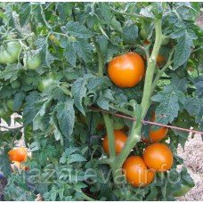 Семена томата Гном Оранжевая Гордость (Dwarf Orange Pride) 10 шт