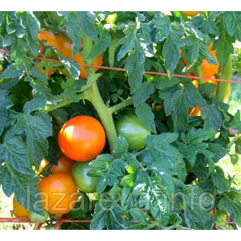 Насіння томату Гном Помаранчева Гордість (Dwarf Orange Pride) 10 шт