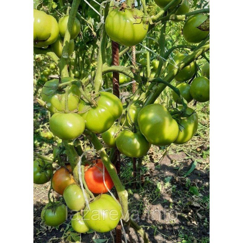 Насіння томату Гном Серце Бадді (Dwarf Buddy’s Heart) 10 нас Насіння томату Гном Серце Бадді (Dwarf Buddy’s Heart) 10 нас