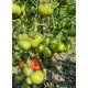 Насіння томату Гном Серце Бадді (Dwarf Buddy’s Heart) 10 нас Насіння томату Гном Серце Бадді (Dwarf Buddy’s Heart) 10 нас