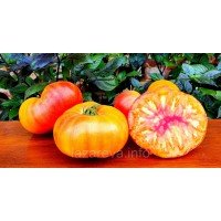 Семена томата Гном Красавица Сьюзи (Dwarf Suz’s Beauty) 10 сем Семена томата Гном Красавица Сьюзи (Dwarf Suz’s Beauty) 10 сем