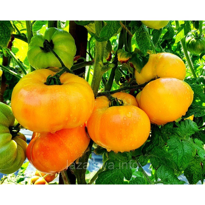 Насіння томату Гном Краса Сьюзі (Dwarf Suz’s Beauty) 10 нас Насіння томату Гном Краса Сьюзі (Dwarf Suz’s Beauty) 10 нас