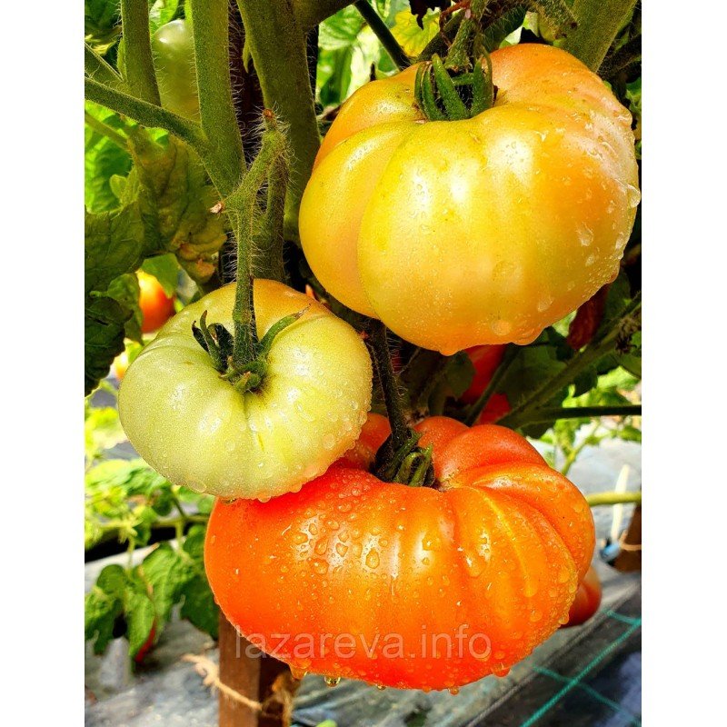 Насіння томату Гном Краса Сьюзі (Dwarf Suz’s Beauty) 10 нас Насіння томату Гном Краса Сьюзі (Dwarf Suz’s Beauty) 10 нас