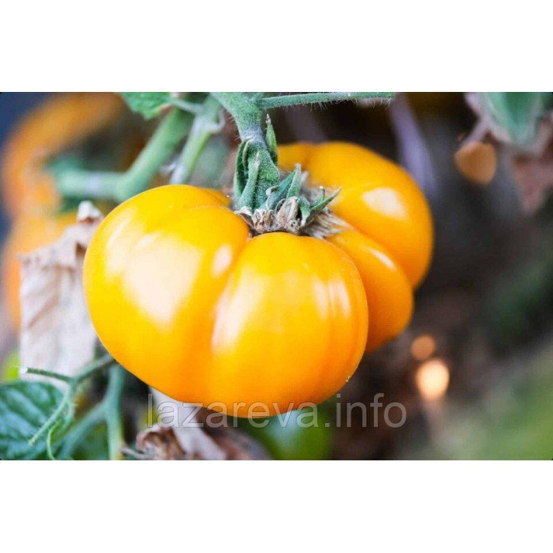 Насіння томату Гном Щасливий Вихор (Dwarf Lucky Swirl) 10 нас Насіння томату Гном Щасливий Вихор (Dwarf Lucky Swirl) 10 нас