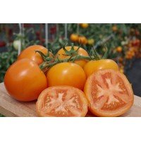 Семена томата Фаворитка F1 10 шт Семена томата Фаворитка F1 10 шт