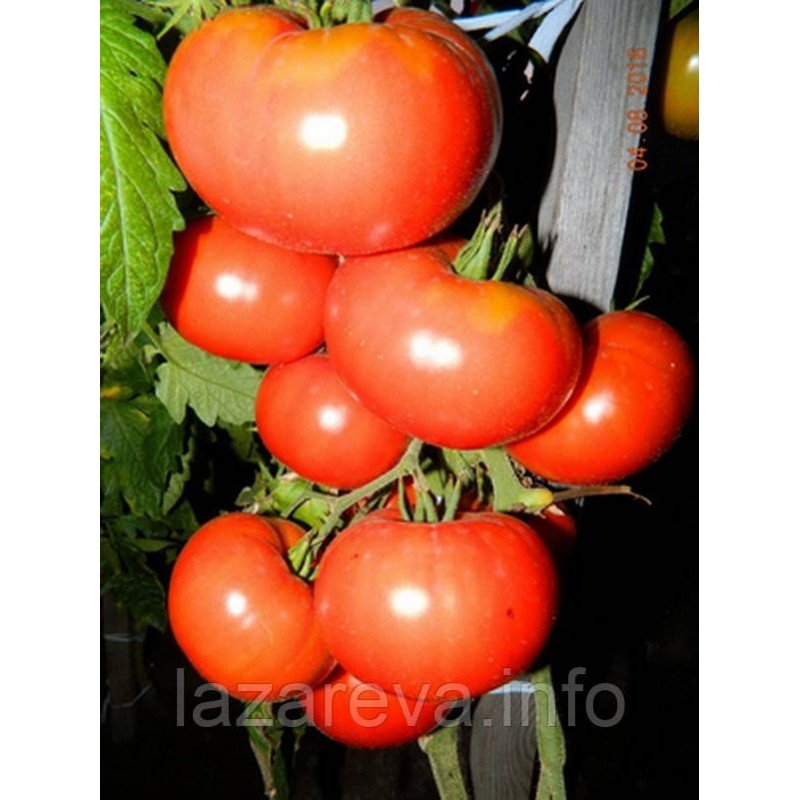 Насіння томату  Ведмежа лапа червона 30 насінин Насіння томату  Ведмежа лапа червона 30 насінин