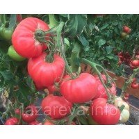 Семена томата Фамилия F1 10 шт Семена томата Фамилия F1 10 шт