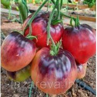 Насіння томату KAS-21 (KAS-21) 15 шт Насіння томату KAS-21 (KAS-21) 15 шт