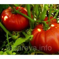 Насіння томата Виставковий 15 шт Насіння томата Виставковий 15 шт