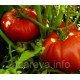 Насіння томата Виставковий 15 шт Насіння томата Виставковий 15 шт