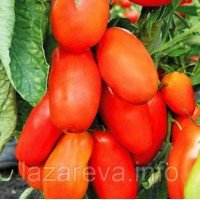 Семена томата Гулливер Оранжевый (Gulliver Orange) 15 шт Семена томата Гулливер Оранжевый (Gulliver Orange) 15 шт