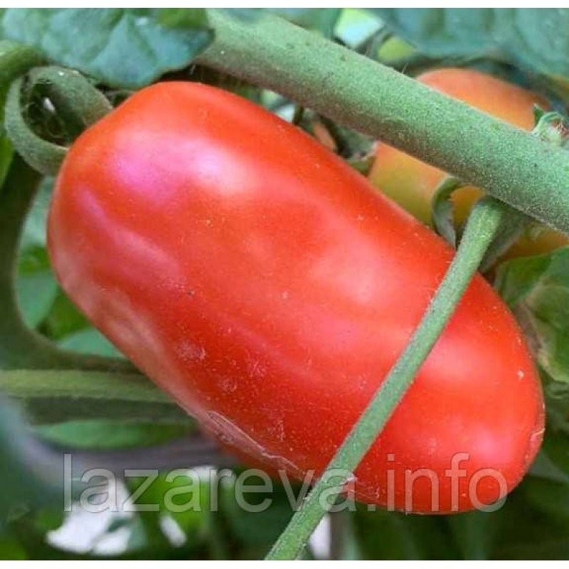 Насіння томату Гуллівер Помаранчевий (Gulliver Orange) 15 шт Насіння томату Гуллівер Помаранчевий (Gulliver Orange) 15 шт