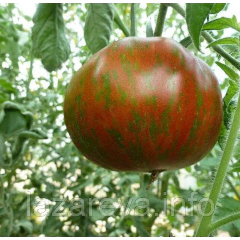 Семена томата Лето любви (Summer of Love) 15 шт