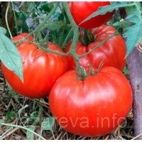 Насіння томату Кінг-Конг (King Kong) 15 шт Насіння томату Кінг-Конг (King Kong) 15 шт