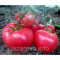 Семена томата Мир Марианны (Marianna's World) 15 шт