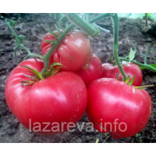 Насіння томату Мир Маріанни (Marianna's World) 15 шт