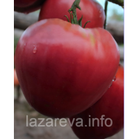 Семена томата Отец Горио (Father Goriot) 15 шт