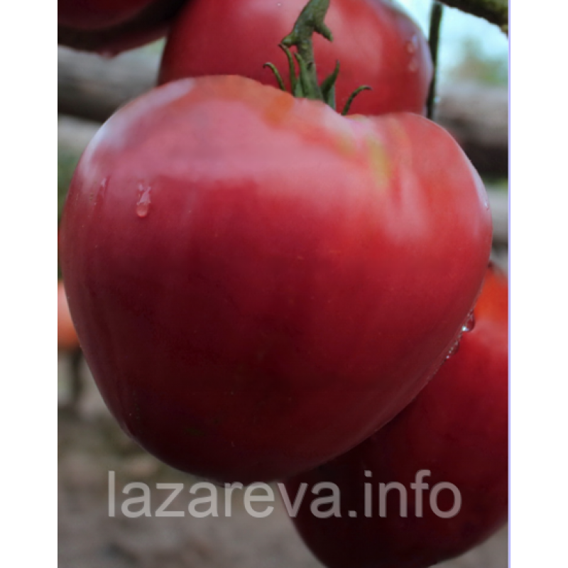 Семена томата Отец Горио (Father Goriot) 15 шт