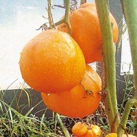 Насіння томату Медовий спас 30 насінин