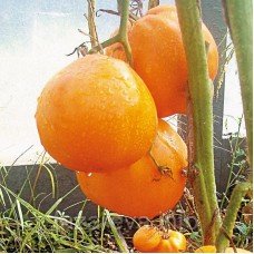 Семена томата Медовый спас 30 семян