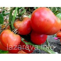 Семена томата Сахарная голова (Sugar head) 15 шт Семена томата Сахарная голова (Sugar head) 15 шт