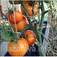 Семена томата Уиллард Винн (Willard Wynn) 15 шт Семена томата Уиллард Винн (Willard Wynn) 15 шт