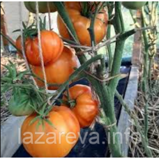 Насіння томату Уіллард Вінн (Willard Wynn) 15 шт