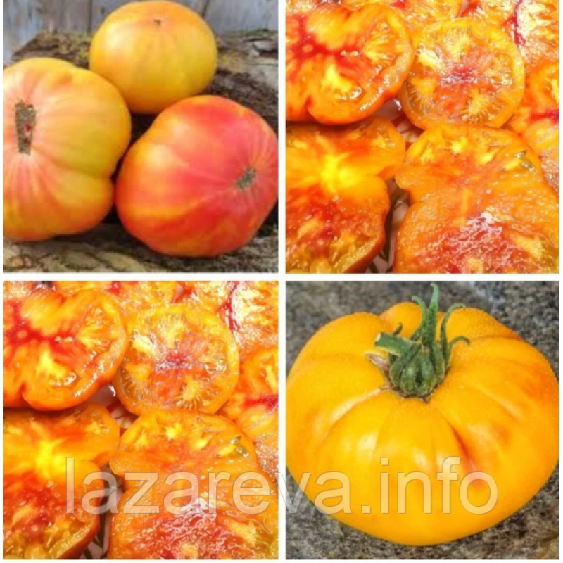 Насіння томату Уіллард Вінн (Willard Wynn) 15 шт Насіння томату Уіллард Вінн (Willard Wynn) 15 шт