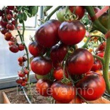 Насіння томату Чорна богиня (Black Goddess) 15 шт