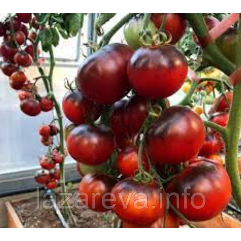 Семена томата Чёрная богиня (Black Goddess) 15 шт