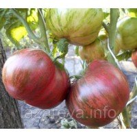 Семена томата Гном Теннесси Подходящий (Dwarf Tennessee Suited) 10 шт Семена томата Гном Теннесси Подходящий (Dwarf Tennessee Suited) 10 шт