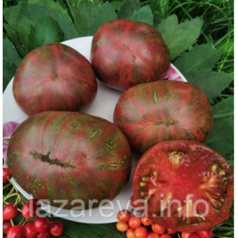 Насіння томату Гном Теннесі Відповідний (Dwarf Tennessee Suited) 10 шт Насіння томату Гном Теннесі Відповідний (Dwarf Tennessee Suited) 10 шт