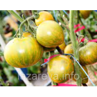 Насіння томату Гном Сяйво Вавілону (Dwarf Babylon Glow) 10 шт Насіння томату Гном Сяйво Вавілону (Dwarf Babylon Glow) 10 шт