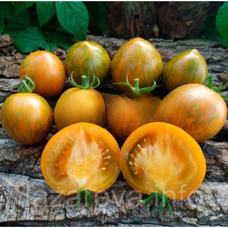 Насіння томату Гном Сяйво Вавілону (Dwarf Babylon Glow) 10 шт Насіння томату Гном Сяйво Вавілону (Dwarf Babylon Glow) 10 шт