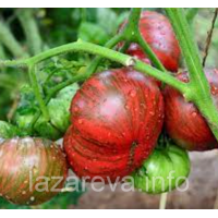 Насіння томату Гном Фредс тай Дай (Dwarf Fred's Tie Dye) 10 шт