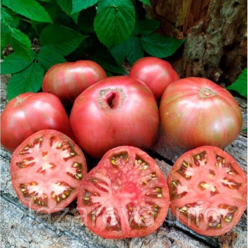 Насіння томату Гном Фредс тай Дай (Dwarf Fred's Tie Dye) 10 шт Насіння томату Гном Фредс тай Дай (Dwarf Fred's Tie Dye) 10 шт