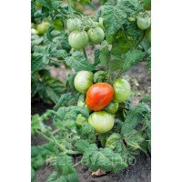 Семена томата Микадо 30 семян Семена томата Микадо 30 семян