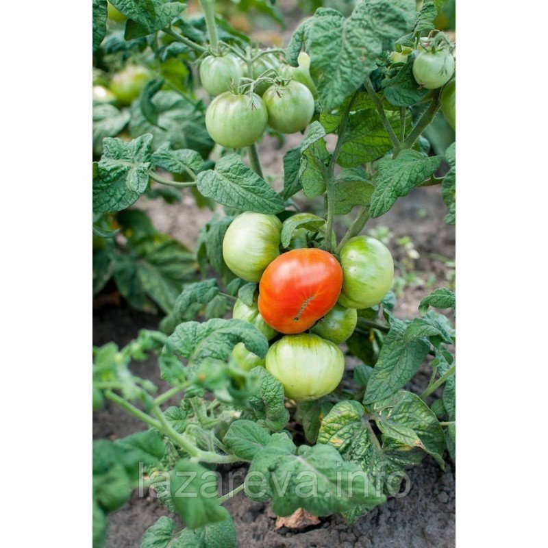 Насіння томату  Мікадо 30 насінин