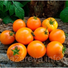 Насіння томату Гном Помаранчева гордість (Dwarf Orange Pride) 10 шт