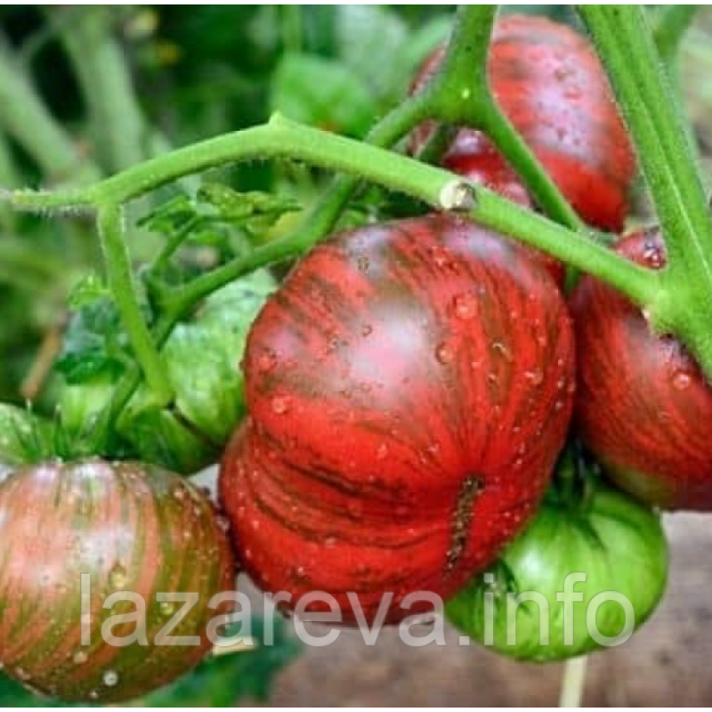 Насіння томату Гном Карлик Стринги (The Thong Dwarf) 10 шт Насіння томату Гном Карлик Стринги (The Thong Dwarf) 10 шт