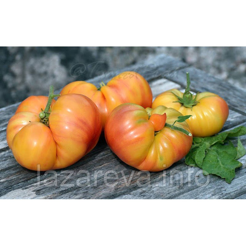 Насіння томату Гном Карлик Кайтидид (Dwarf Caitydid) 10 шт Насіння томату Гном Карлик Кайтидид (Dwarf Caitydid) 10 шт