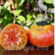 Насіння томату Гном Карлик Кайтидид (Dwarf Caitydid) 10 шт Насіння томату Гном Карлик Кайтидид (Dwarf Caitydid) 10 шт
