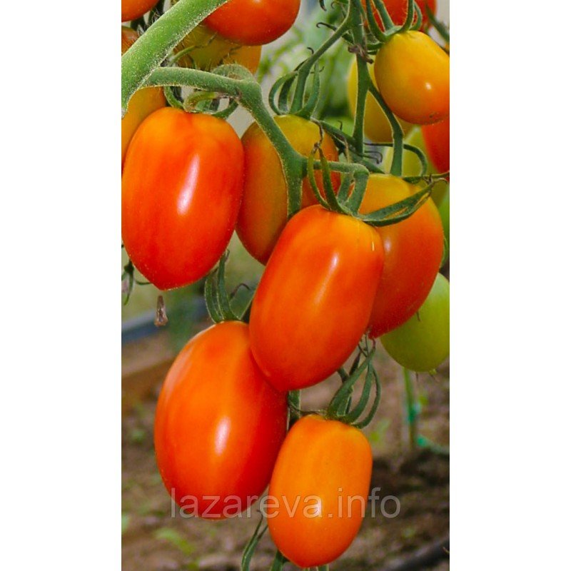 Насіння томату Медовий подарунок F1 10 шт Насіння томату Медовий подарунок F1 10 шт