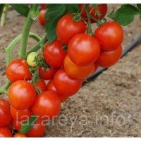 Насіння томату Куртізанка F1 10 шт Насіння томату Куртізанка F1 10 шт