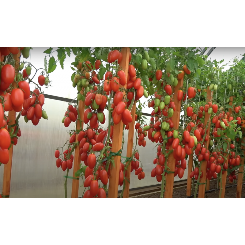 Насіння томату Джек Пот F1 500 насінин