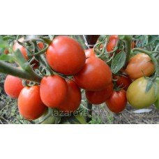 Насіння томату Ріо Гранде 30 насінин