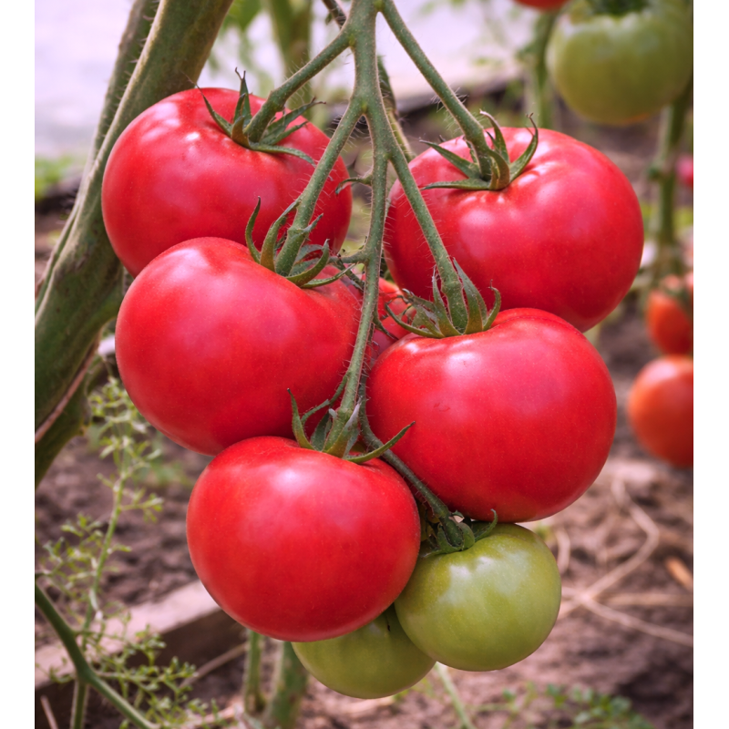 Семена томата Фауст F1 10 семян