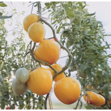 Насіння томату Жизель F1 10 насінин