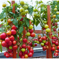 Насіння томату Фауст F1 50 насінин